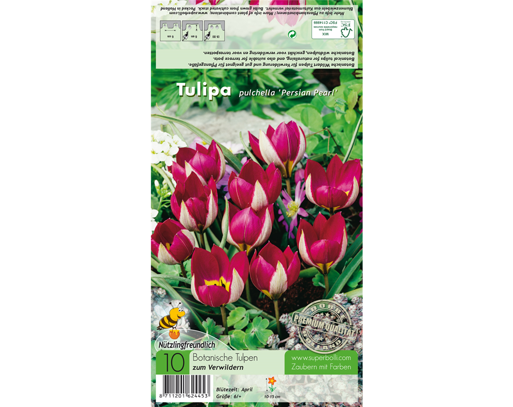 WildTulpe 'Persian Pearl', Tulipa fosteriana 'Persian Pearl' lila mit