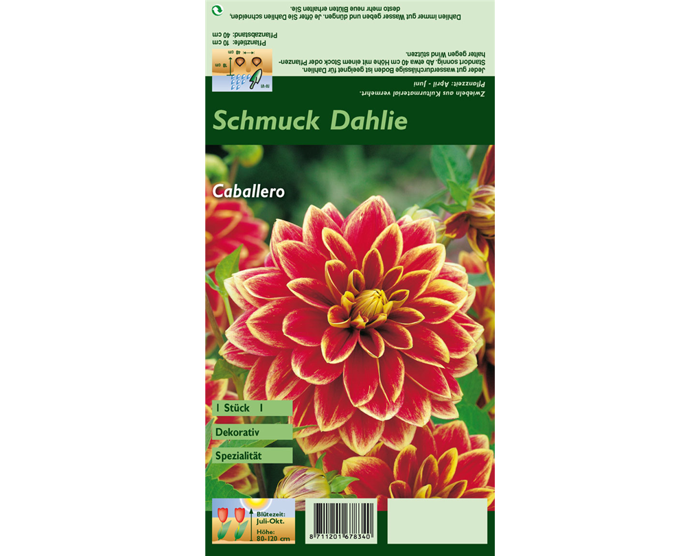 SeerosenDahlie 'Caballero', Dahlia 'Caballero' rotgelb Seebauer