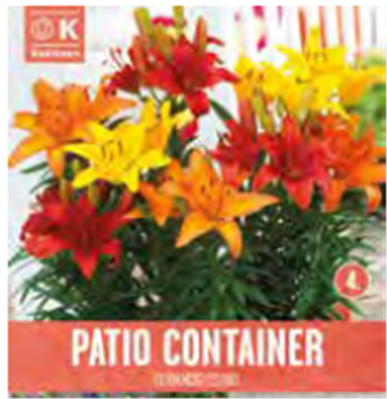oprejst uddrag Predictor Zwerglilien-Mischung "Sunshine Shades", Lilium-Mix leuchtend bunt - Seebauer oprejst uddrag Predictor Zwerglilien-Mischung "Sunshine Shades", Lilium-Mix leuchtend bunt - Seebauer