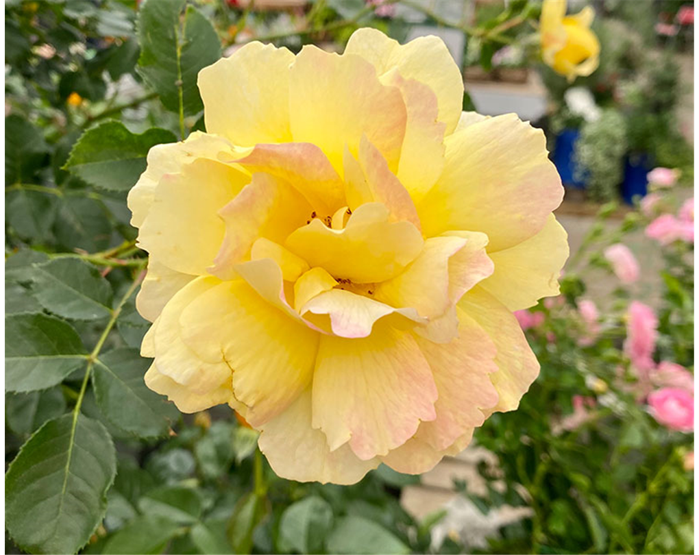 Stammrose 'Candela', Rosa 'Candela' honiggelb Seebauer