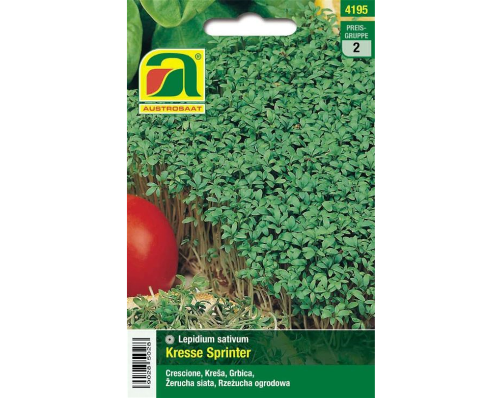 Gartenkresse Samen – Lepidium Sativum, Ca. 2000 Samen, Einfach Anzuziehen, Ganzjährig