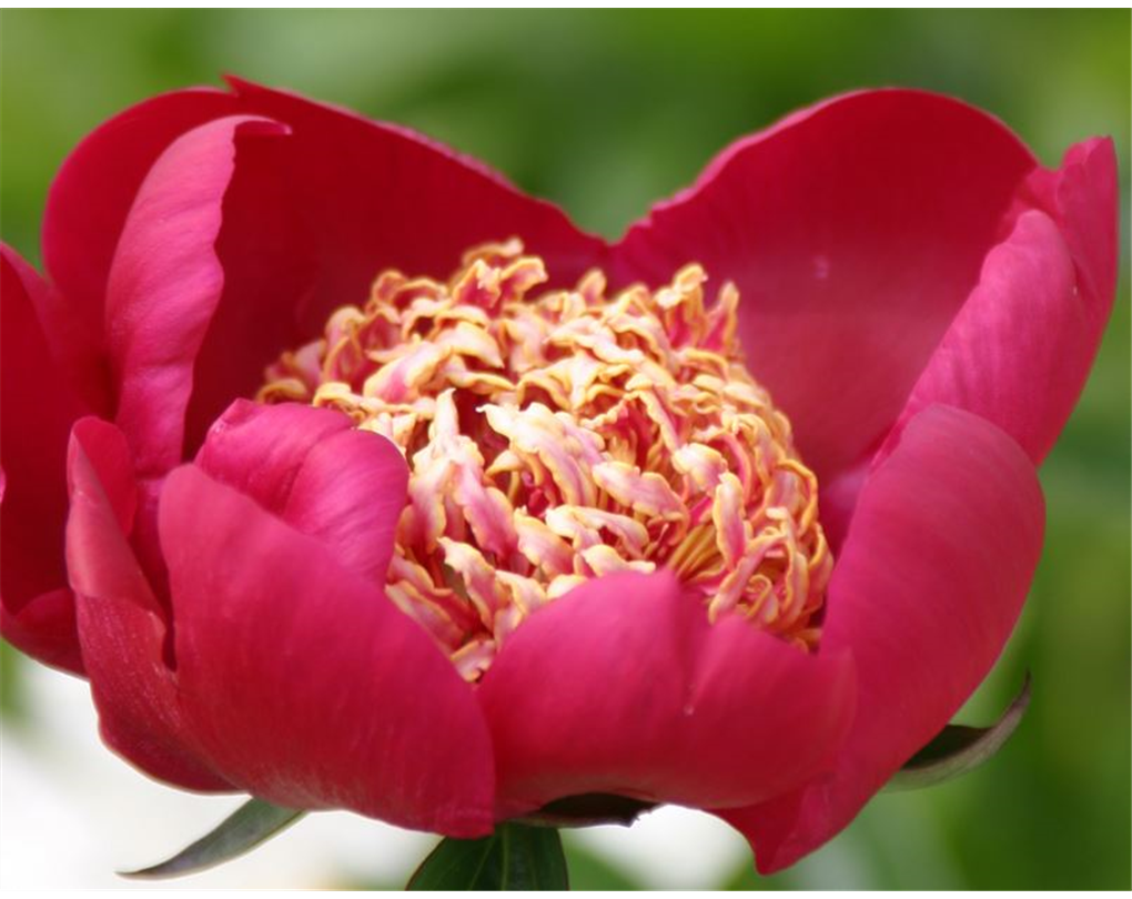 Frühblühende Pfingstrose 'Nippon Beauty', Paeonia lactiflora 'Nippon
