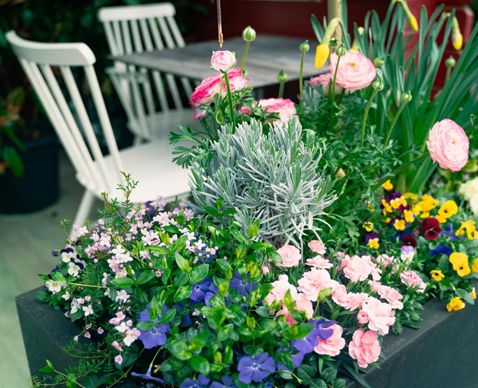 BLOG // Frühlingsblumen Beet & Balkon Seebauer