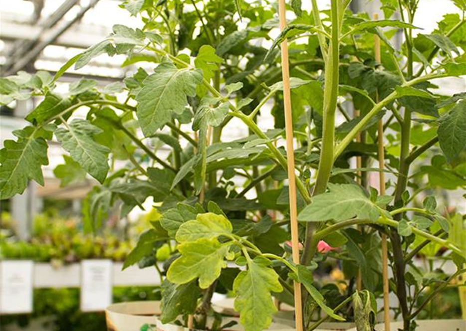 Gemüse und Kräuter München Gartencenter Seebauer