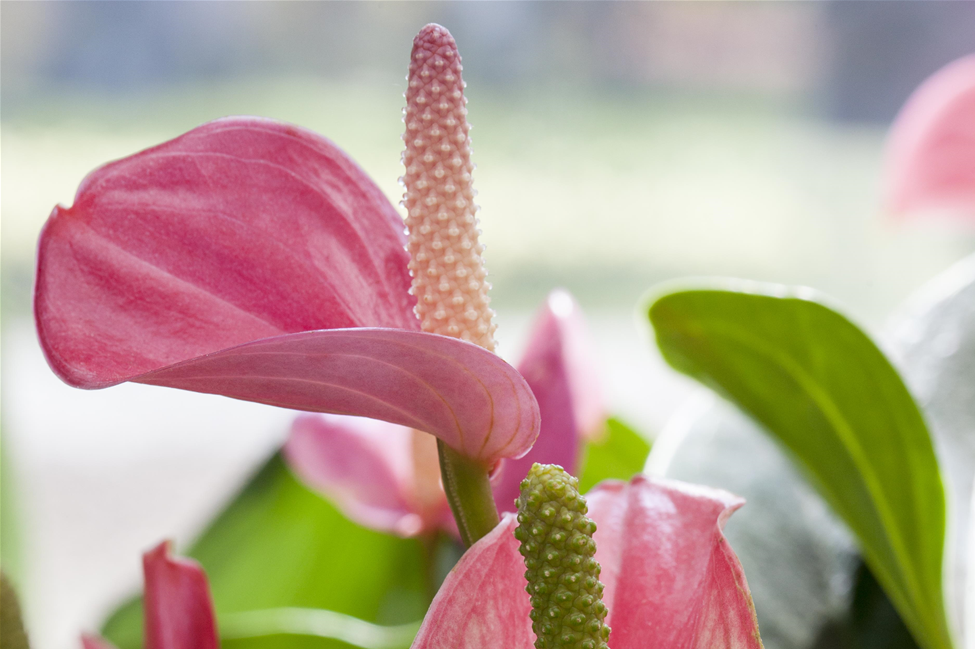 GS514425_Anthurium x andreanum Anthedesia Pink_.jpg