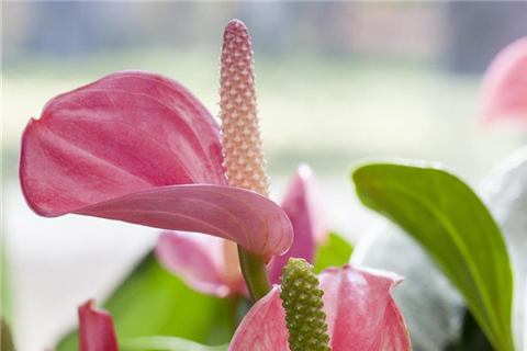 GS514425_Anthurium x andreanum Anthedesia Pink_.jpg