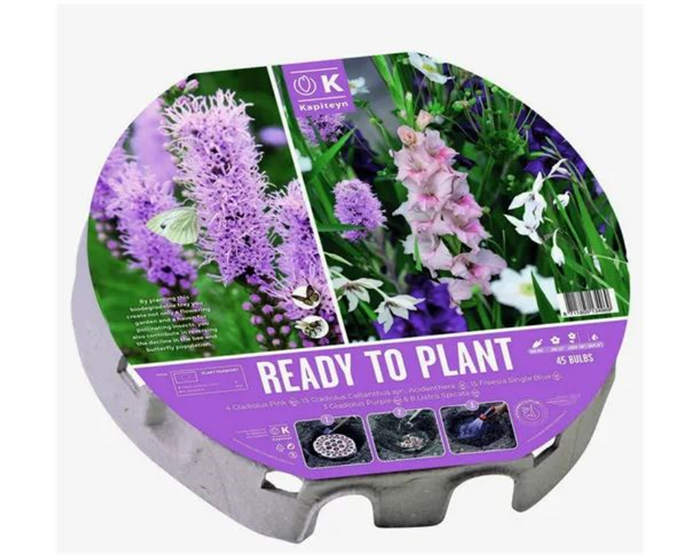 Winterharte Hibiskus-Knollen - Mysteriöse Magische Blütenpracht Bis -20°C Frosthart