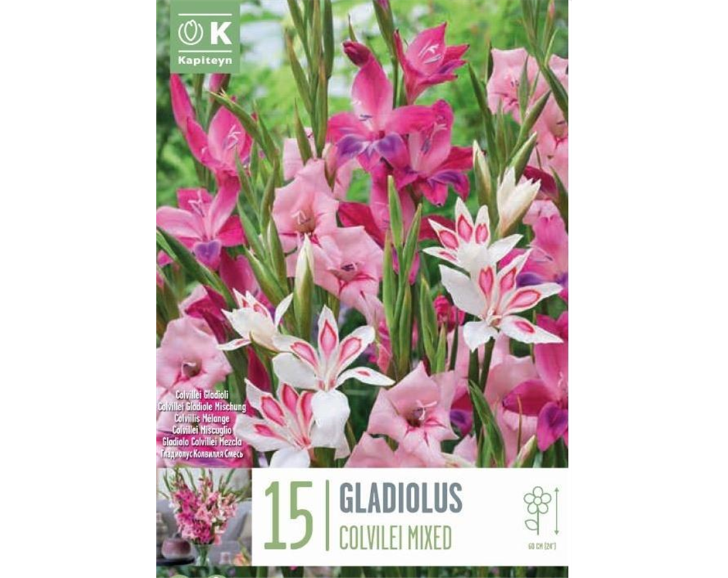 ZwergGladiolenMischung , Gladiolus colvilei bunt Seebauer