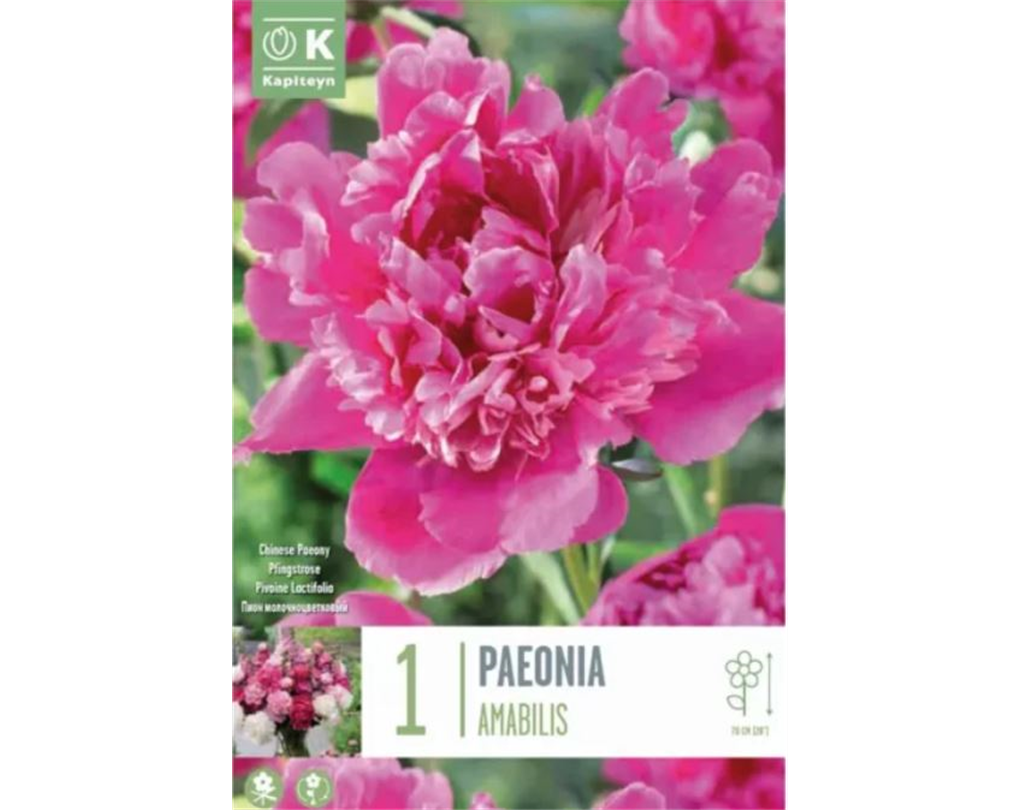 GartenPfingstrose 'Amabilis', Paeonia lactiflora 'Amabilis' pink