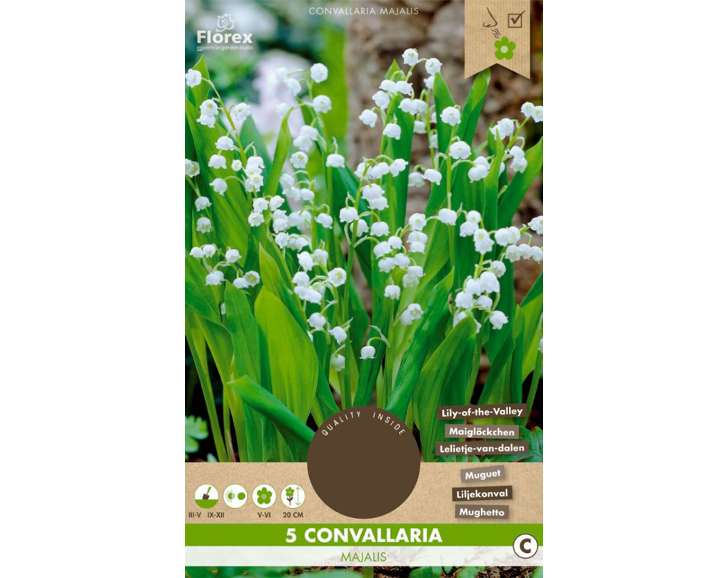 GartenMaiglöckchen, Convallaria majalis weiß Seebauer