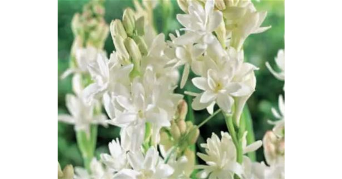 Tuberose Knollen 4 Stück - Winterharte Mehrjährige Blumen Mit Intensivem Duft