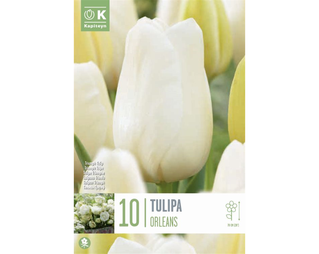 Tisch- & Terrassenfeuer 'Tulpe 18', Weiß – Geruchloses Bio-Ethanol-Feuer, Brenndauer Ca. 4–5 Stunden