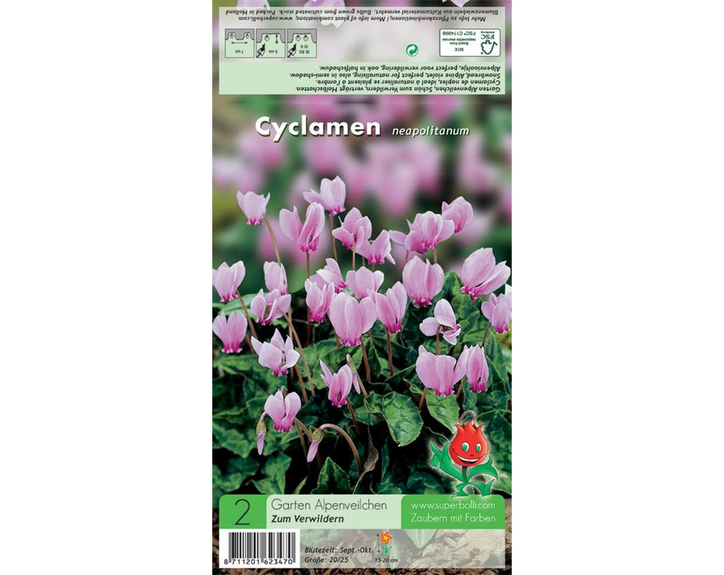 GartenAlpenveilchen, Cyclamen neapolitanum rosa Seebauer