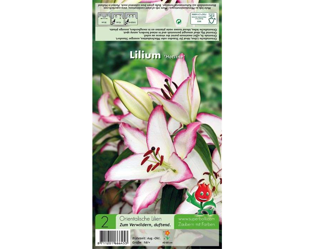 Orientalische Lilie 'Hotline', Lilium 'Hotline' weiß mit rosa Rand