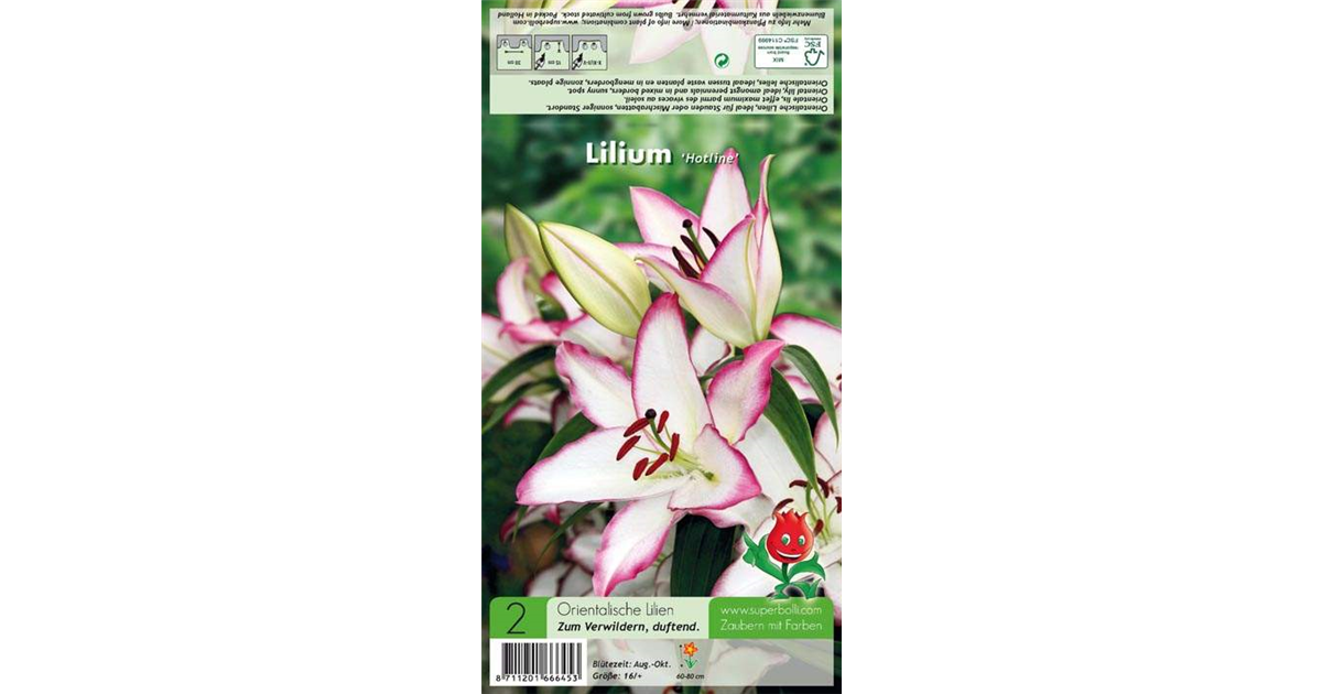Orientalische Lilie 'Hotline', Lilium 'Hotline' weiß mit rosa Rand
