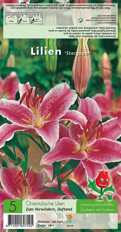 50pcs Orientalische Lilie Stargazer Duftpflanzengarten Blumenzwiebeln 50pcs Orientalische Lilie Stargazer Duftpflanzengarten Blumenzwiebeln