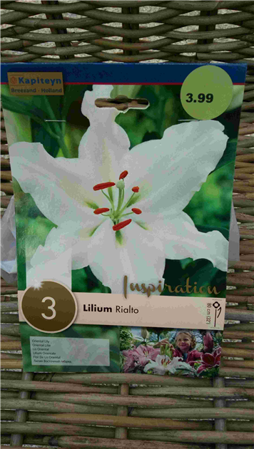 3 Lilien Montezuma Oriental Lilium Blumenzwiebeln 3 Zwiebeln