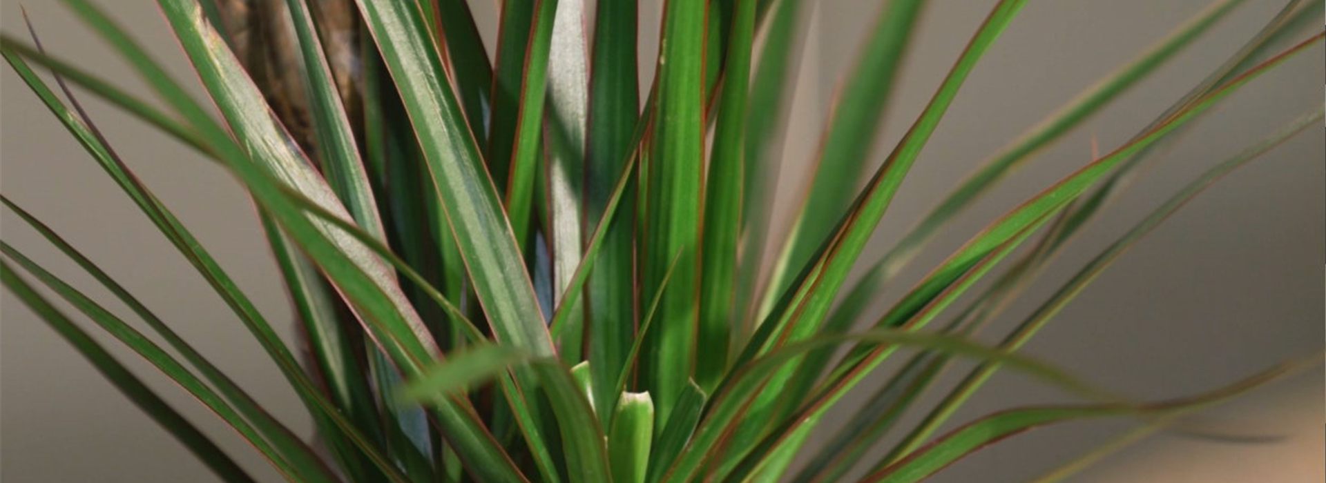 Drachenbaum (thumbnail)