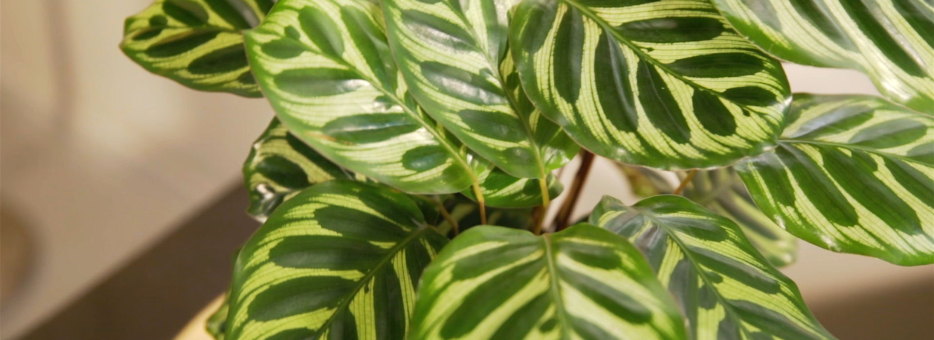 Korbmarante (Thumbnail)