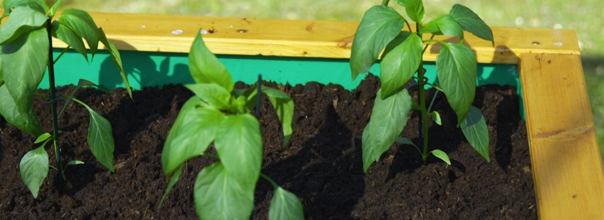 Jalapeno Paprika - Einpflanzen im Hochbeet (Thumbnail)