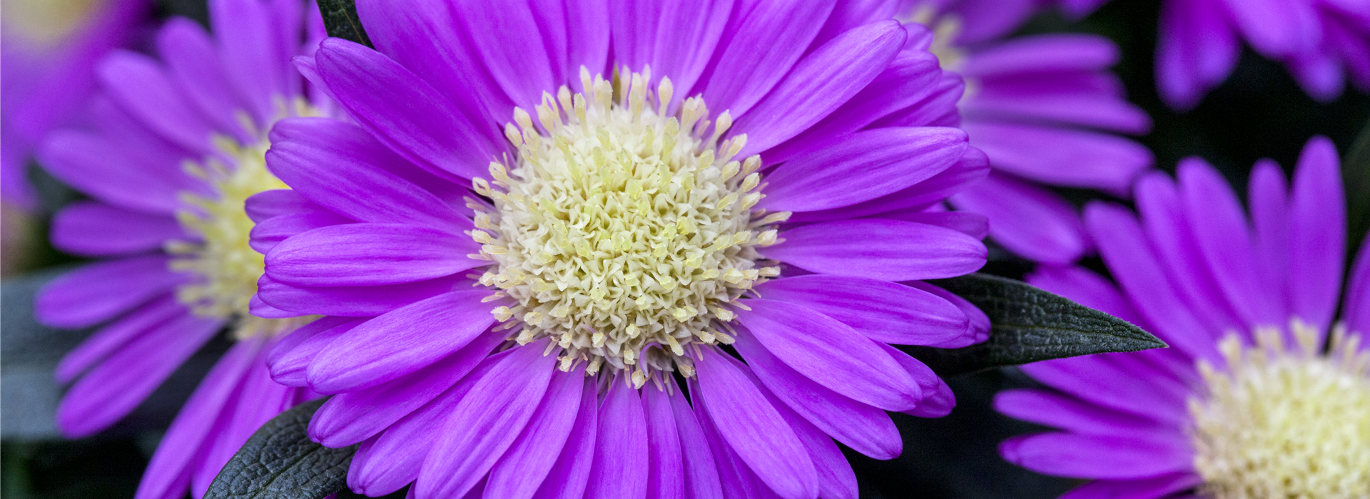 Chrysanthemum Tiara® 'Orchid Pink'