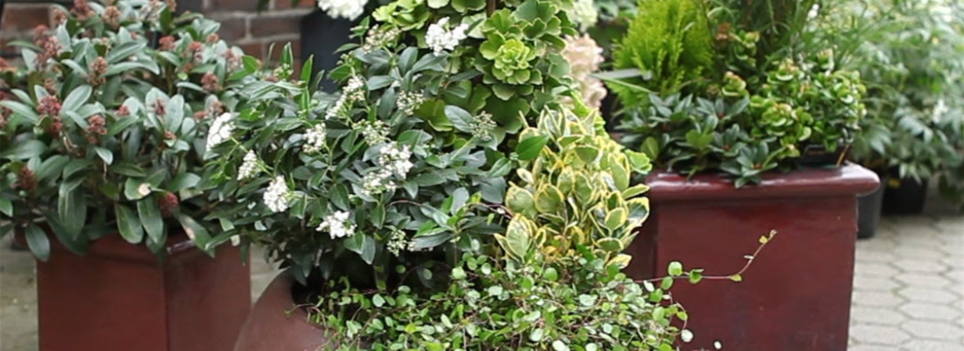 Blumenkübel - Dauerhafte Bepflanzung (Anleitung - 8)