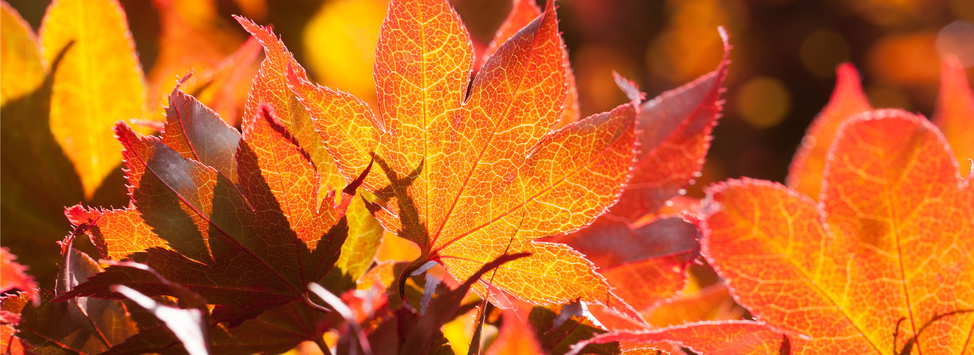Acer palmatum 'Fireglow'