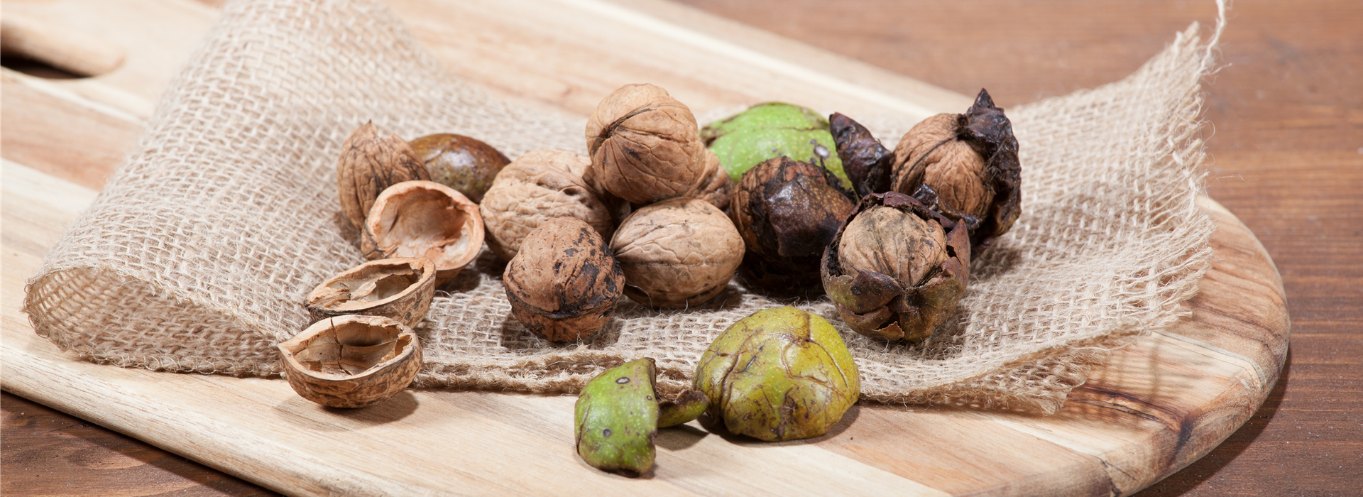 Juglans regia