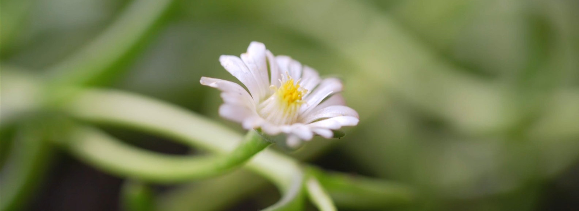 Kriechende Mittagsblume - Einpflanzen im Garten (Thumbnail)