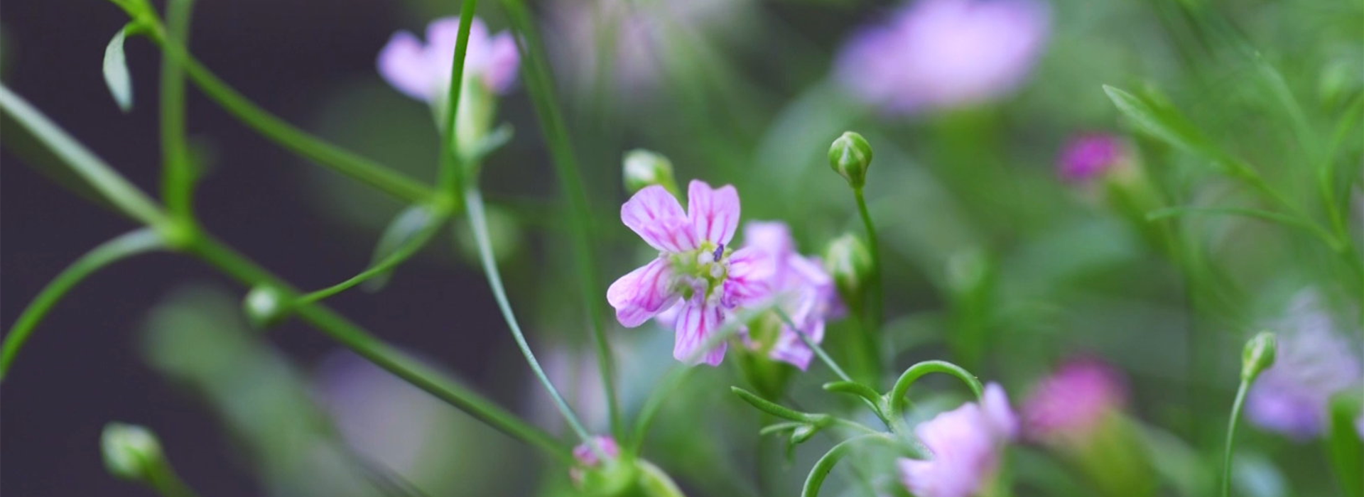 Sommer Schleierkraut - Einpflanzen im Garten (Thumbnail)