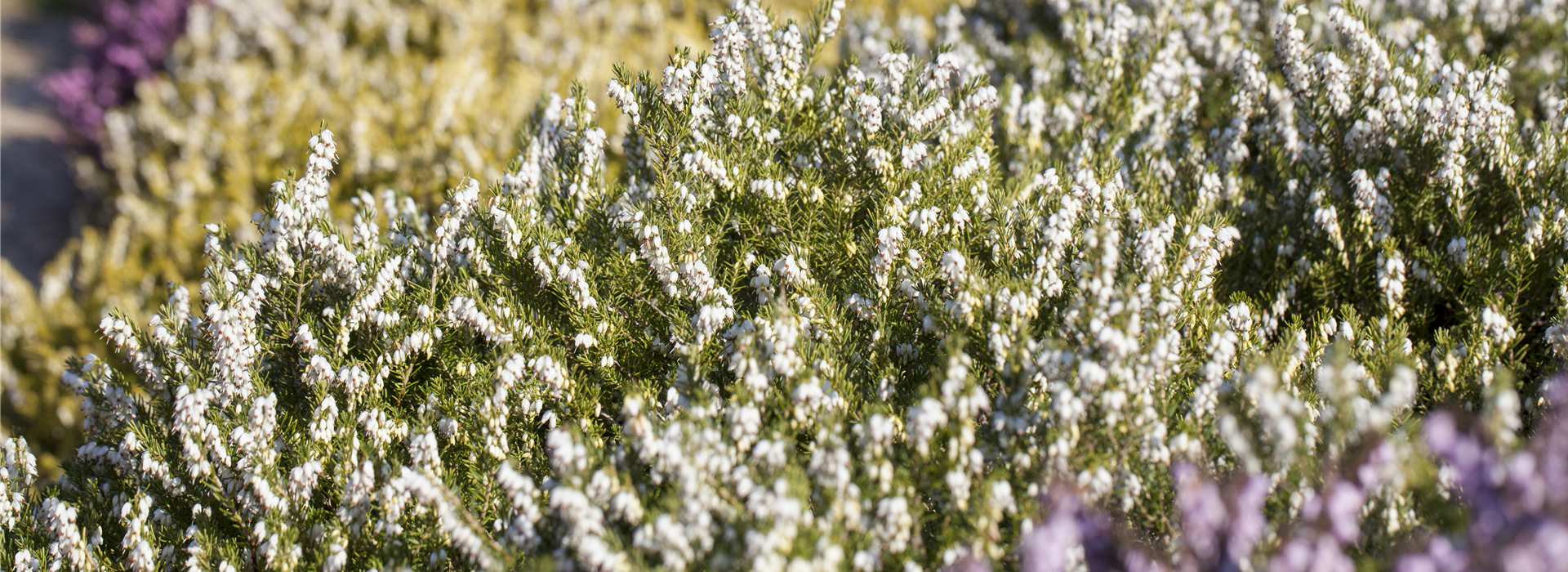 Erica darleyensis 'White Perfection'