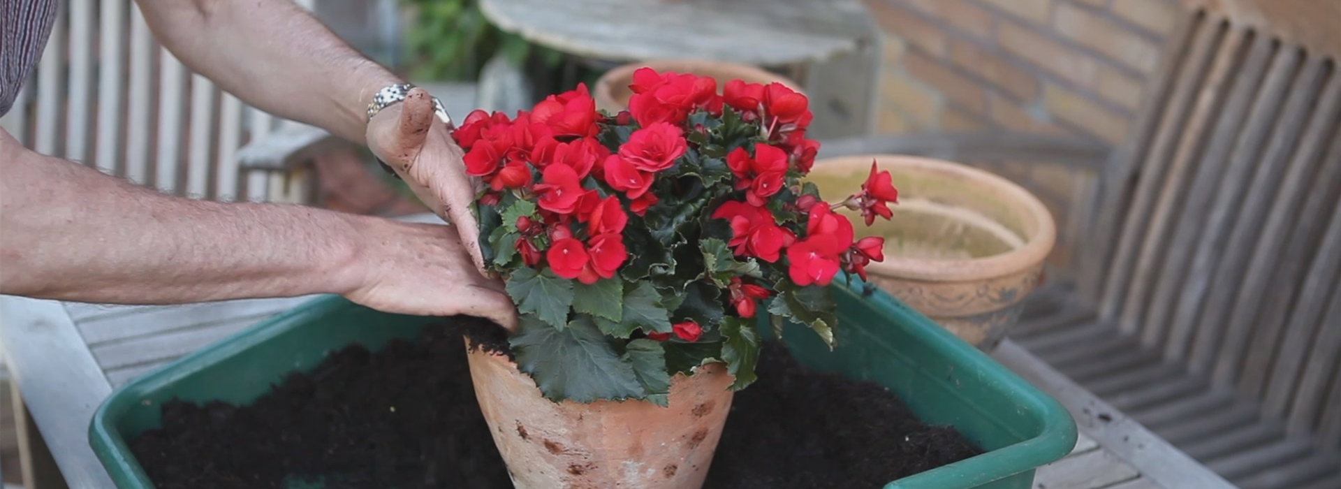 Blumenkübel - Bepflanzen mit Sommerblumen (thumbnail)
