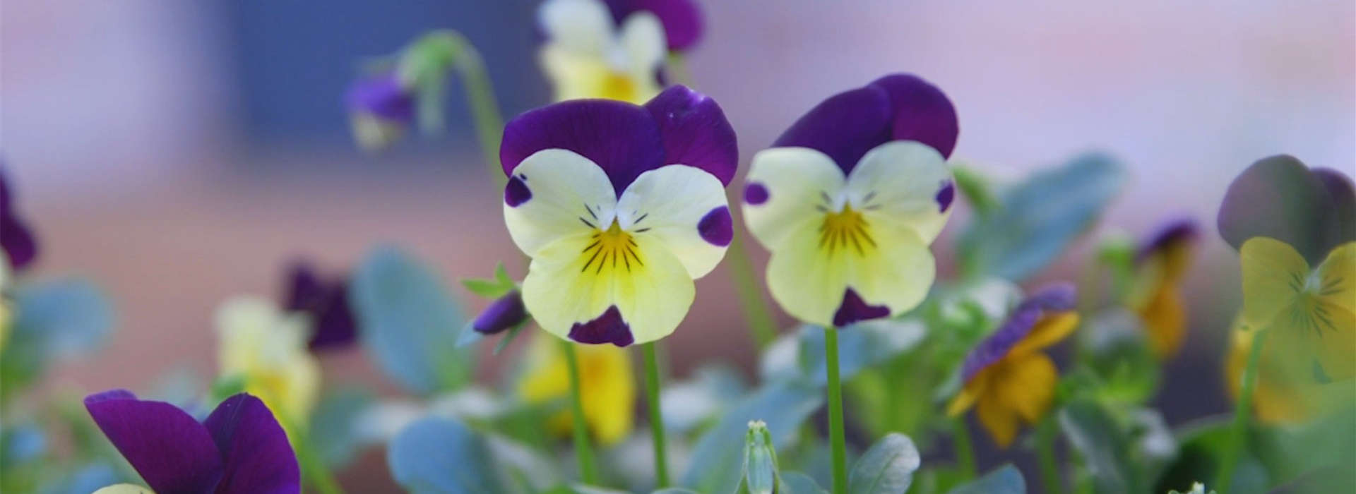 Wildes Stiefmütterchen - Einpflanzen im Garten (Thumbnail)