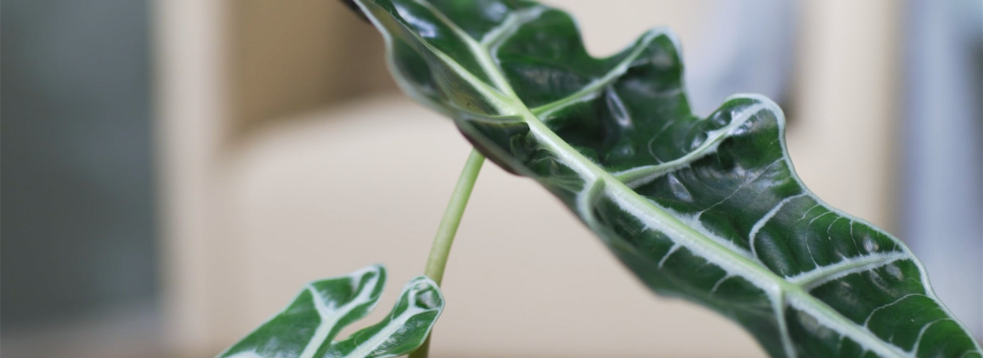 Pfeilblatt - Umtopfen (Thumbnail)