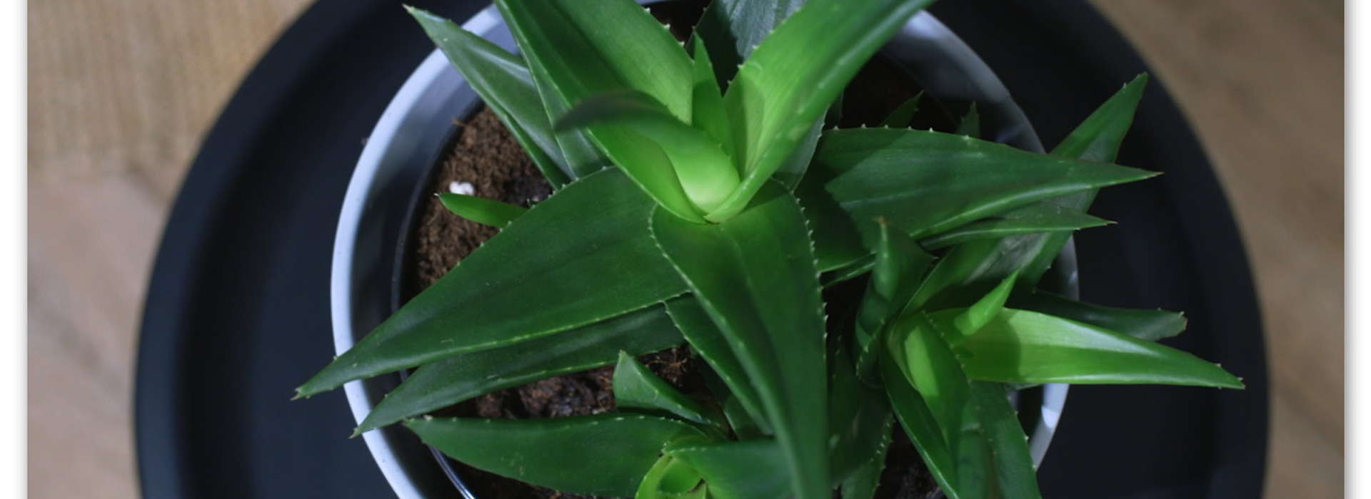 Zimmerpflanzenportrait - Aloe Vera (Thumbnail)