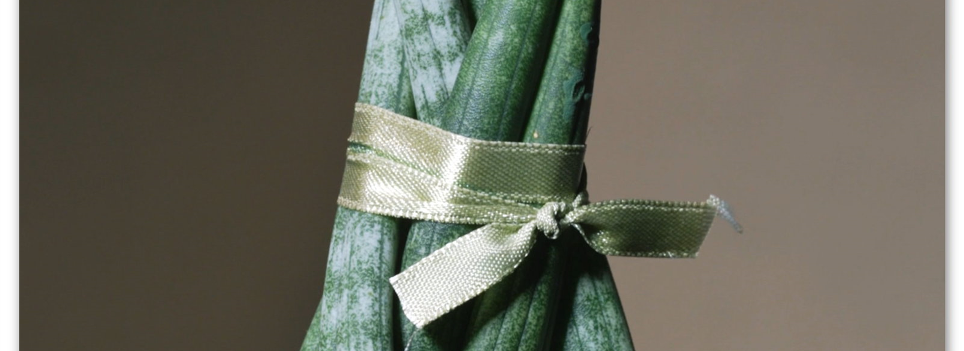 Zimmerpflanzenportrait- Bogenhanf (Thumbnail)