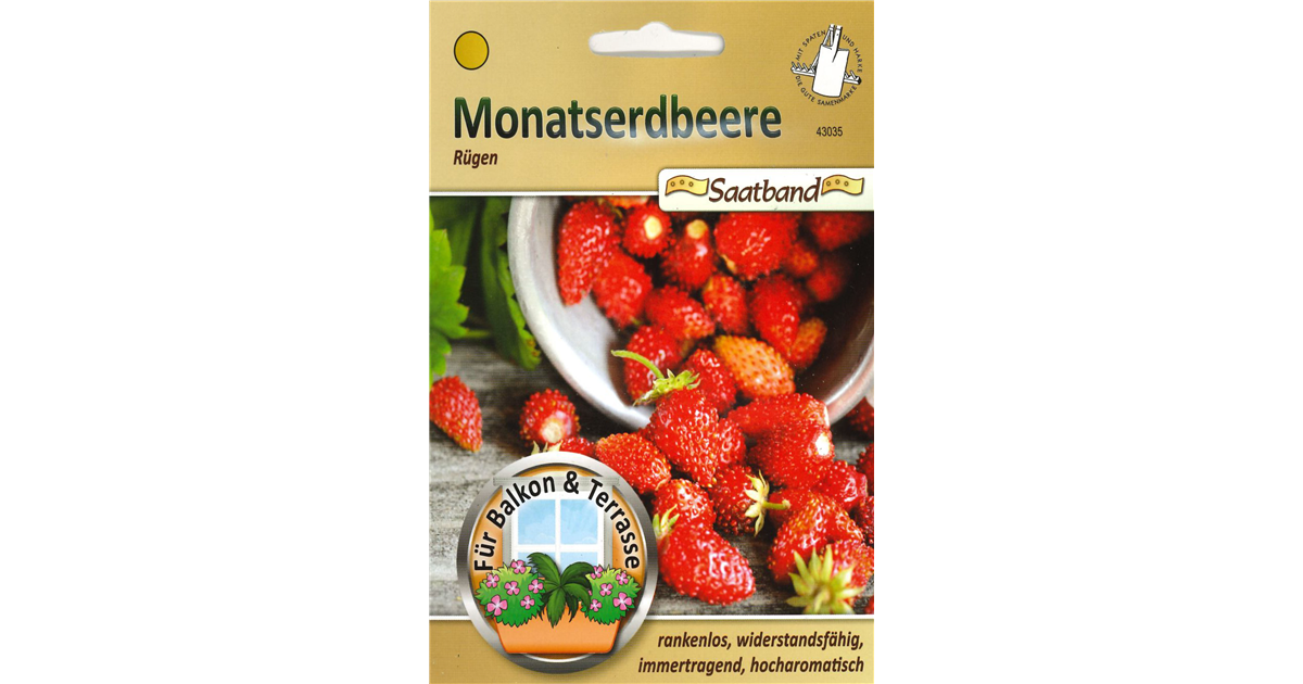 Monatserdbeere 'Rgen', Fragaria vesca 'Rgen' - Seebauer