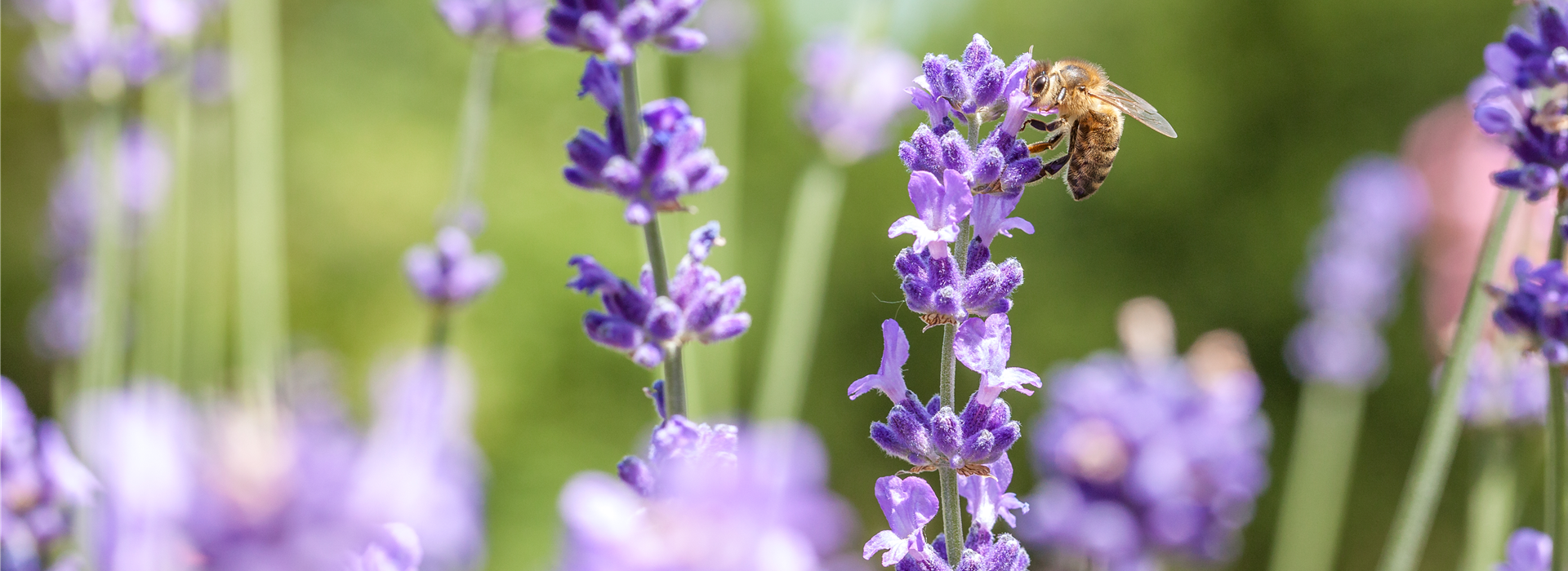 Lavandula mit Biene