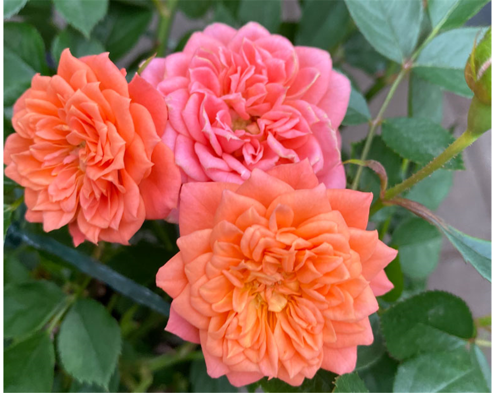 Rosa 'Ninetta' dunkelorange