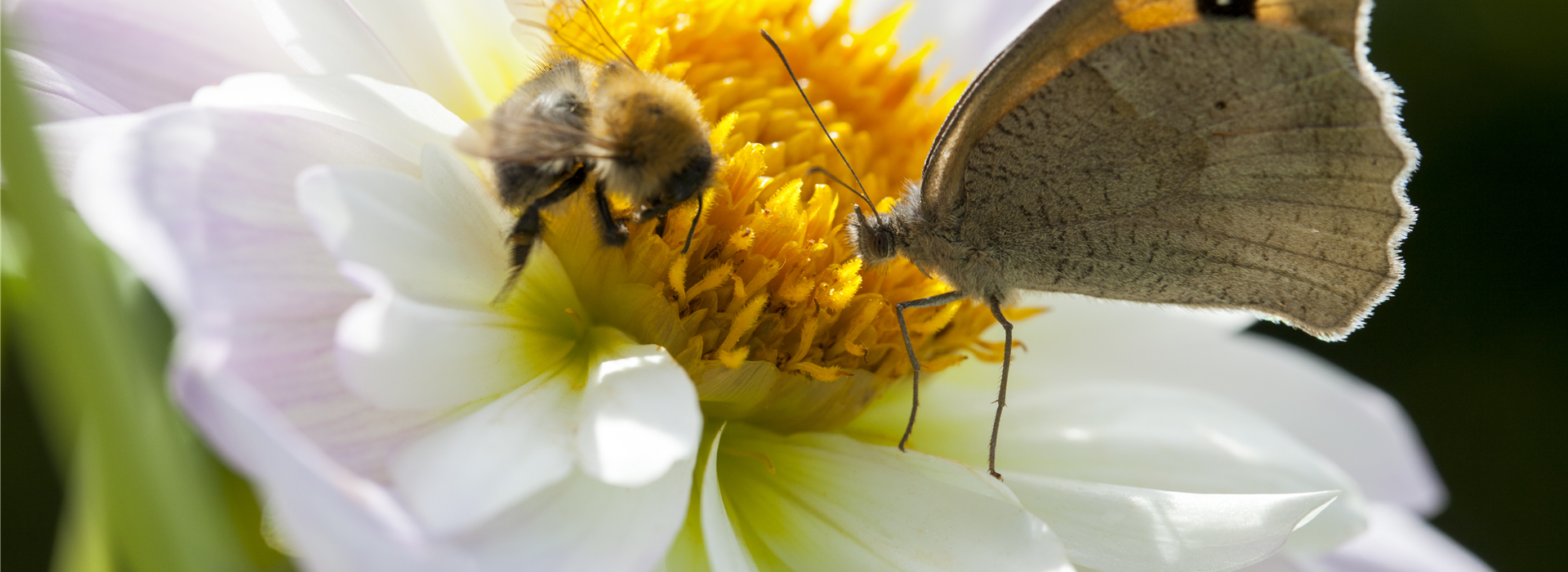 Insektenweide