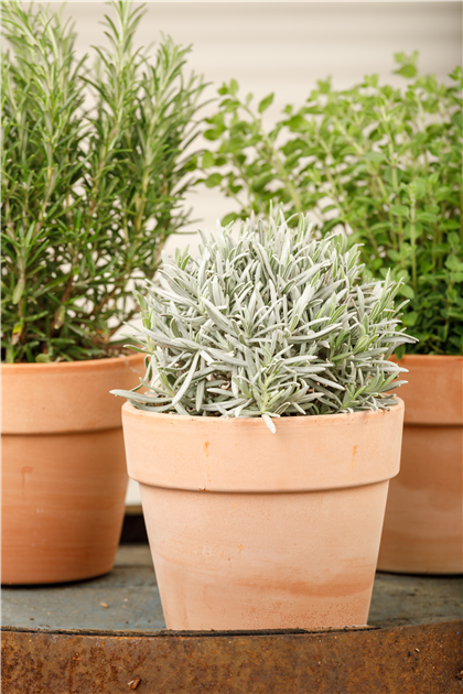 Lavendel , Lavandula angustifolia - Seebauer
