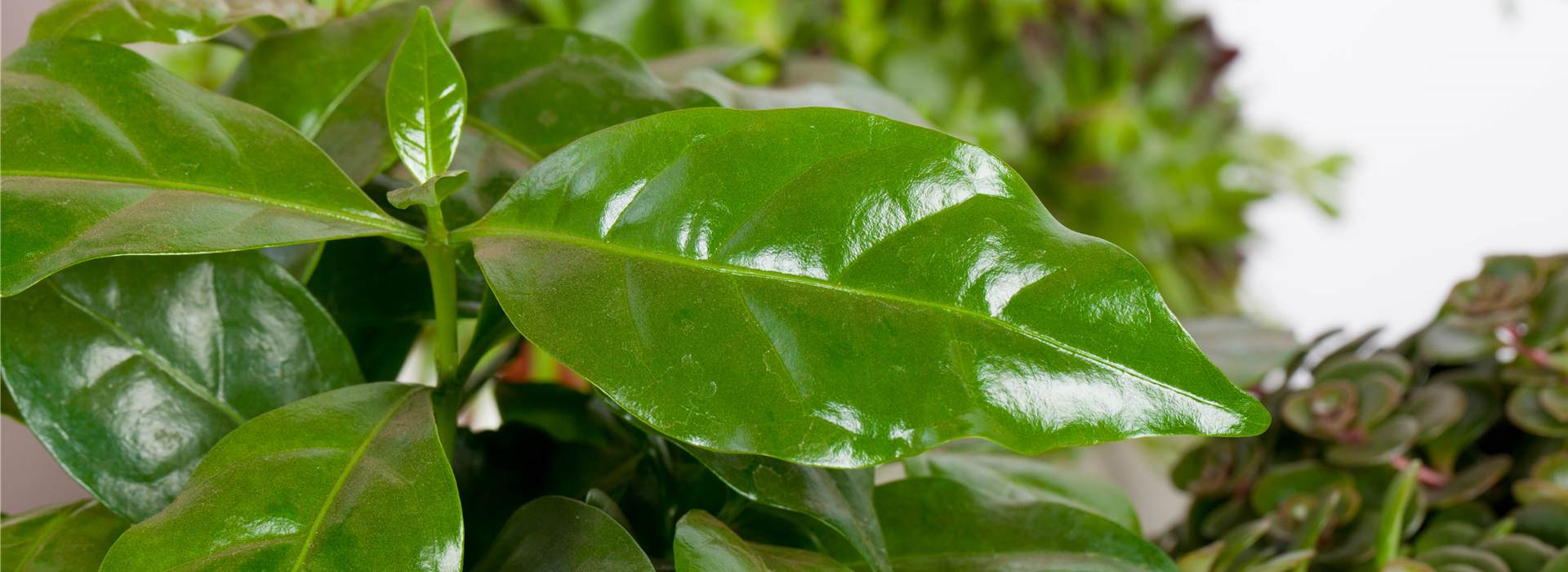 Coffea arabica