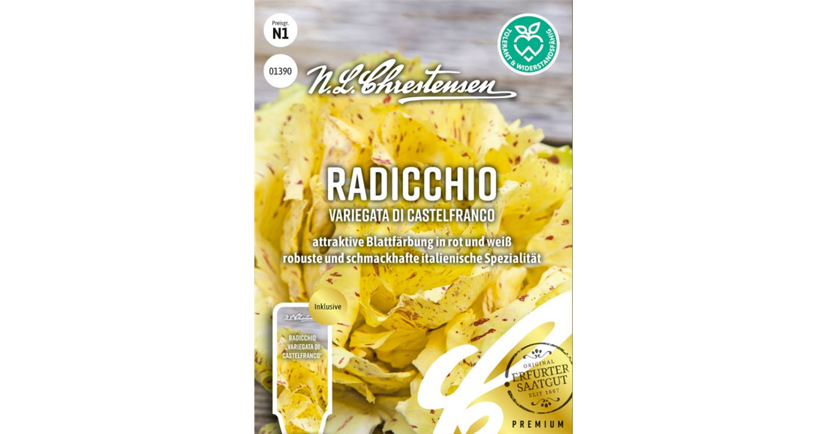 Radicchio 'Variegata di Castelfranco', Cichorium intybus 'Variegata di  Castelfranco' - Seebauer