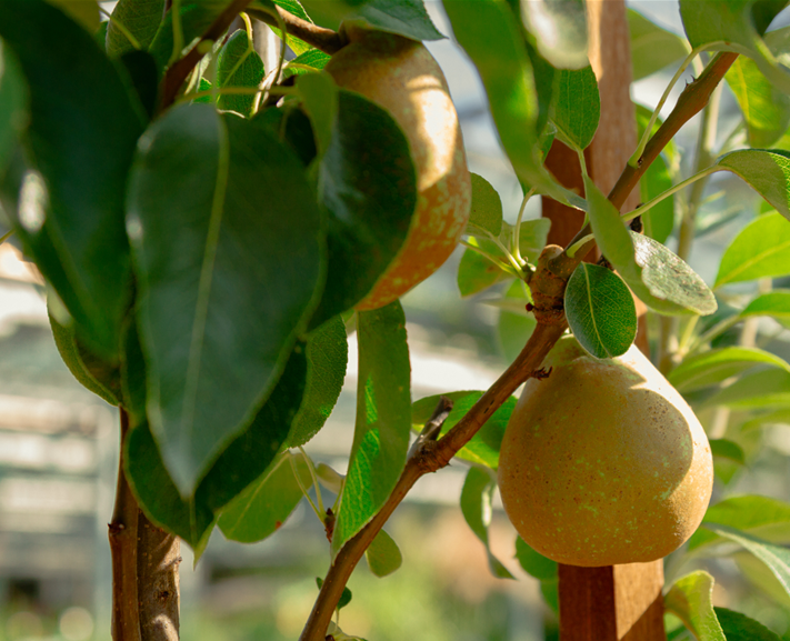 seebauer_Vitamninschätze Erntezeit-14.jpg