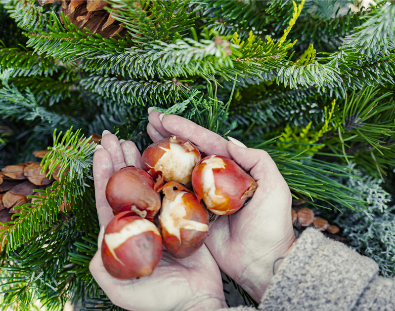 gartencenter-seebauer_winterbalkon-1.jpg