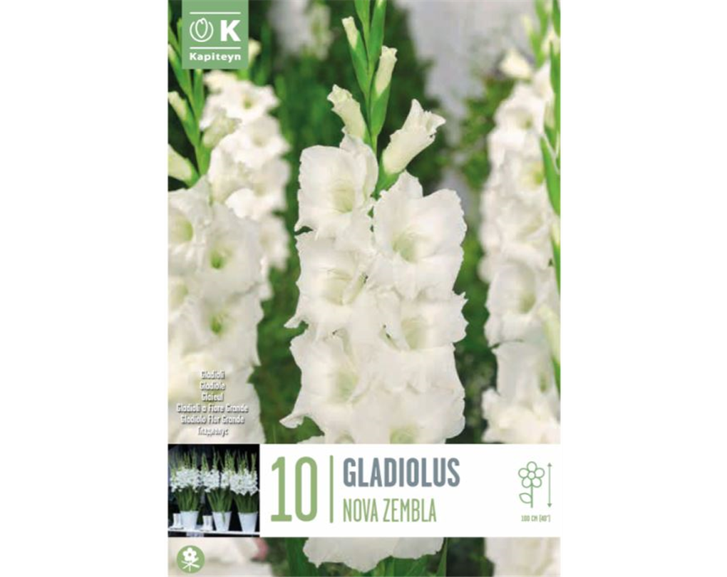 Gladiolus 'Nova Zembla' weiß