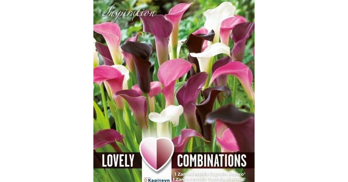 black velvet variegata 4" Alocasia 'Black Velvet' pink variegated  Canopy Plant Co