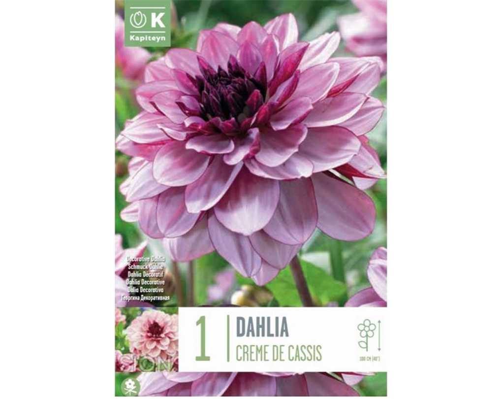 Dahlia 'Crème de Cassis' violett