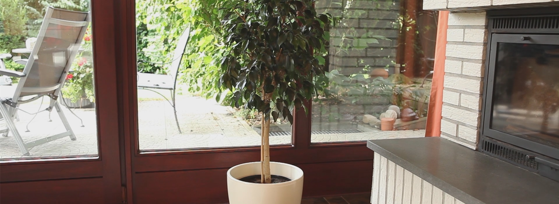 Birkenfeige - Einpflanzen in ein Gefäß (thumbnail)