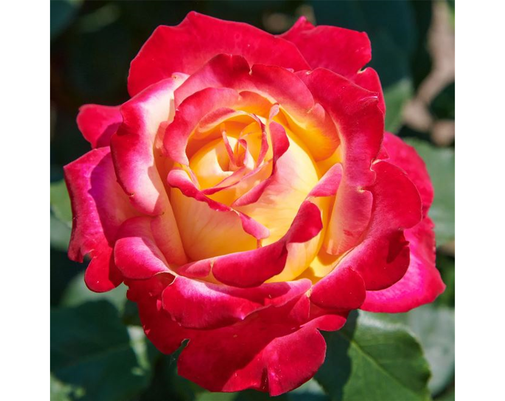 Rosa 'Pop Star' gelb-rot